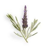 TÓNICO CALMANTE MIEL Y LAVANDA